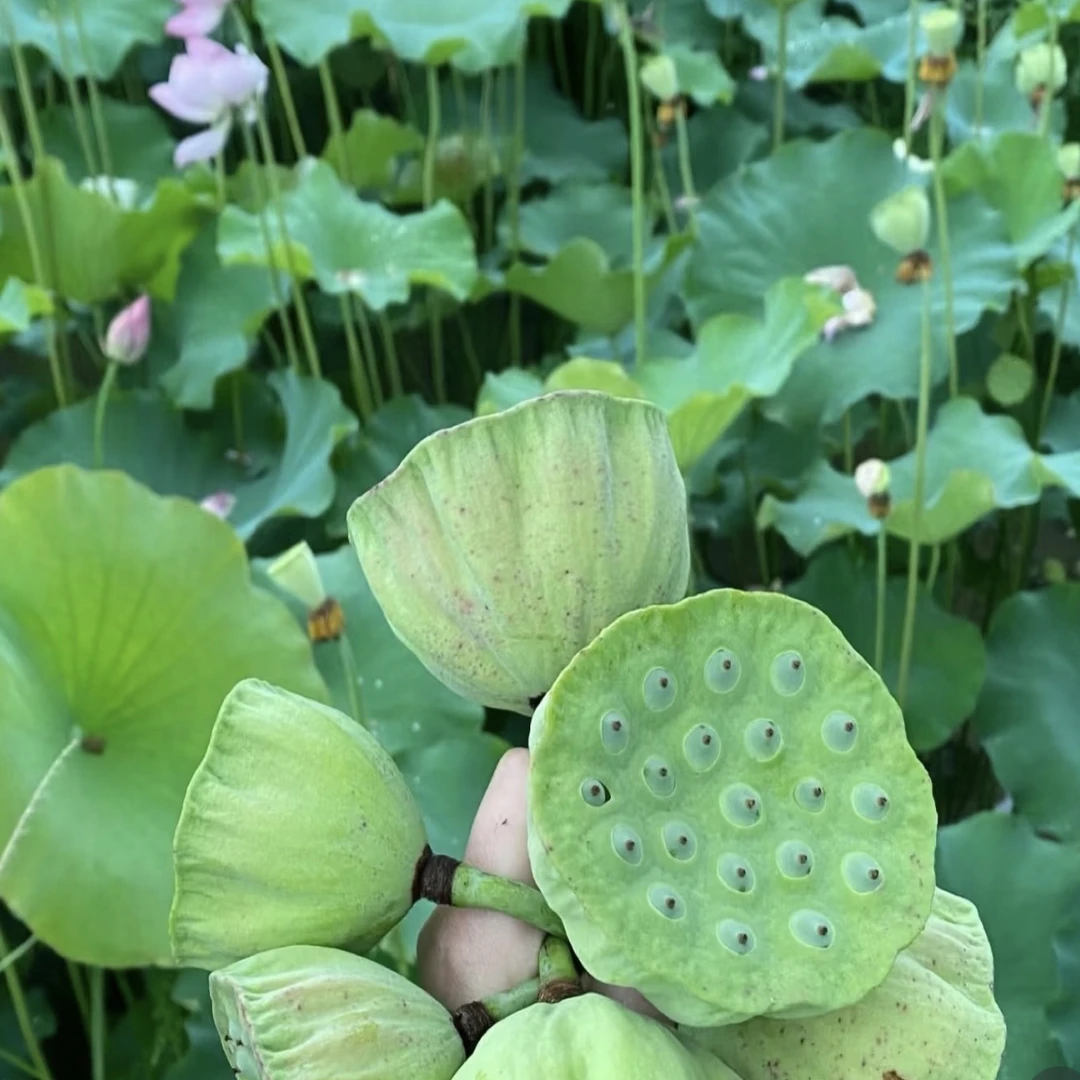 洪湖莲蓬现摘现发