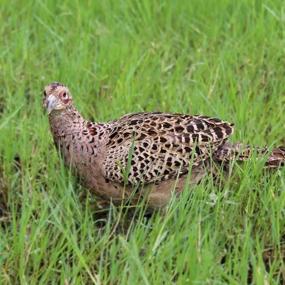 七彩山鸡，3只母 肉质鲜美 顺丰包邮
