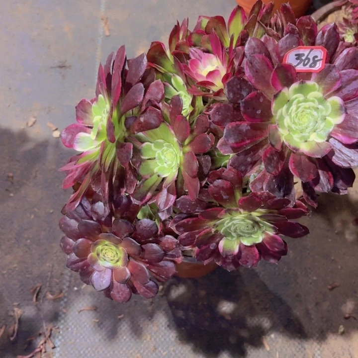 有断枝瑕疵丛林萝莉锦368