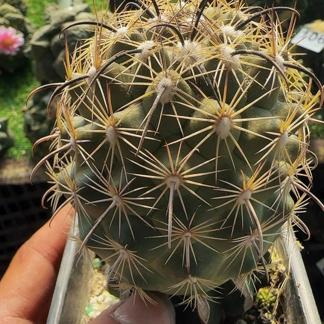 虎爪玉038仙人球