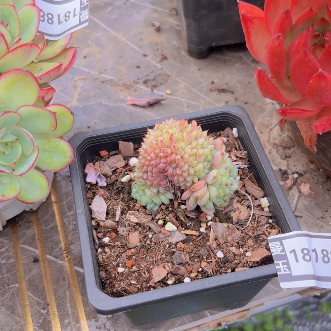 白胖子缀多肉植物18189