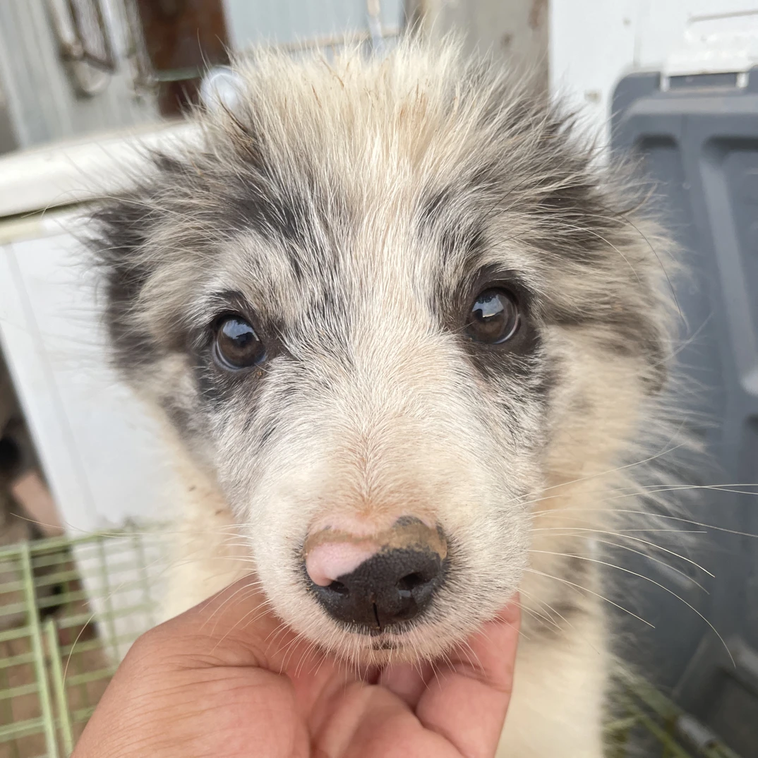 陨石边牧赛季家庭伴侣犬