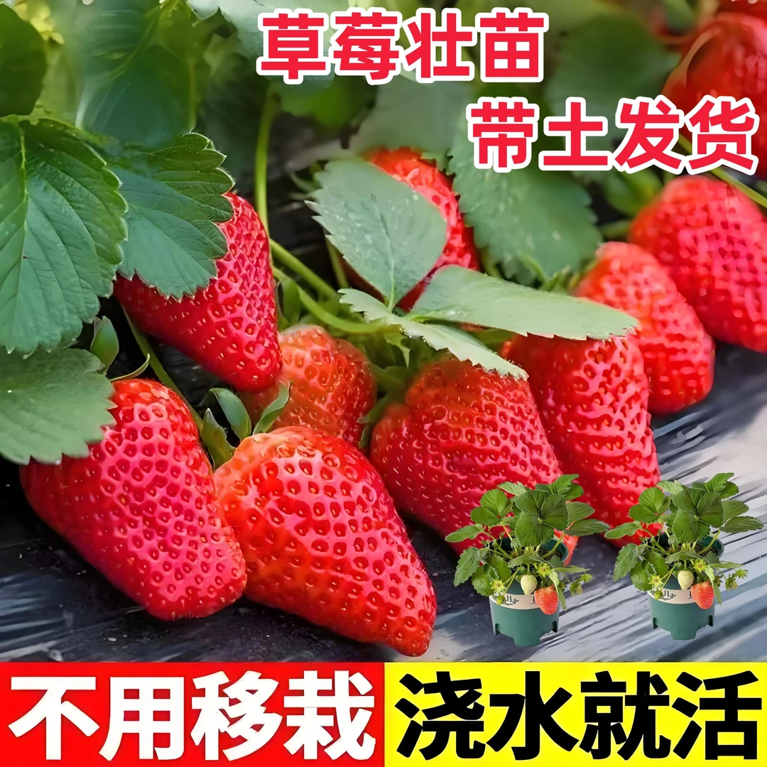 （带花带青果带盆颜色随机）草莓红颜奶油壮苗栽好带土带盆带托带肥