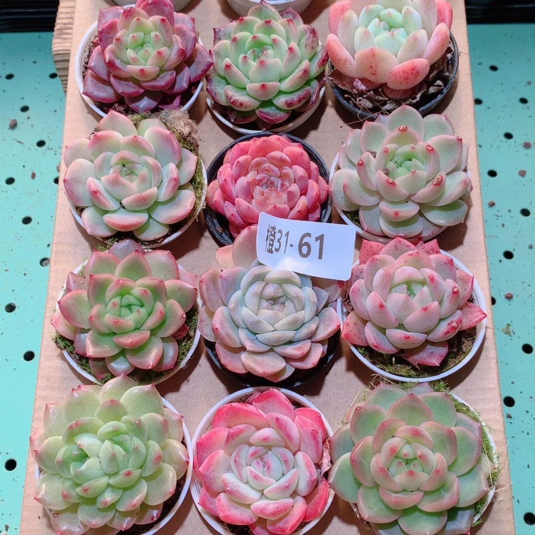 31-61一物一拍多肉带盆18颗