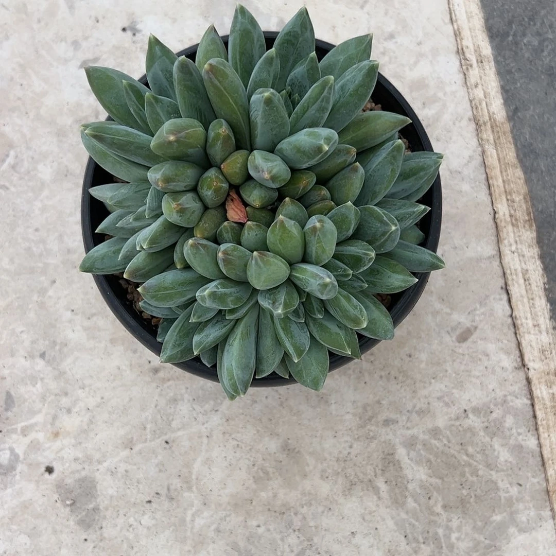 【闪购商品】平头重楼