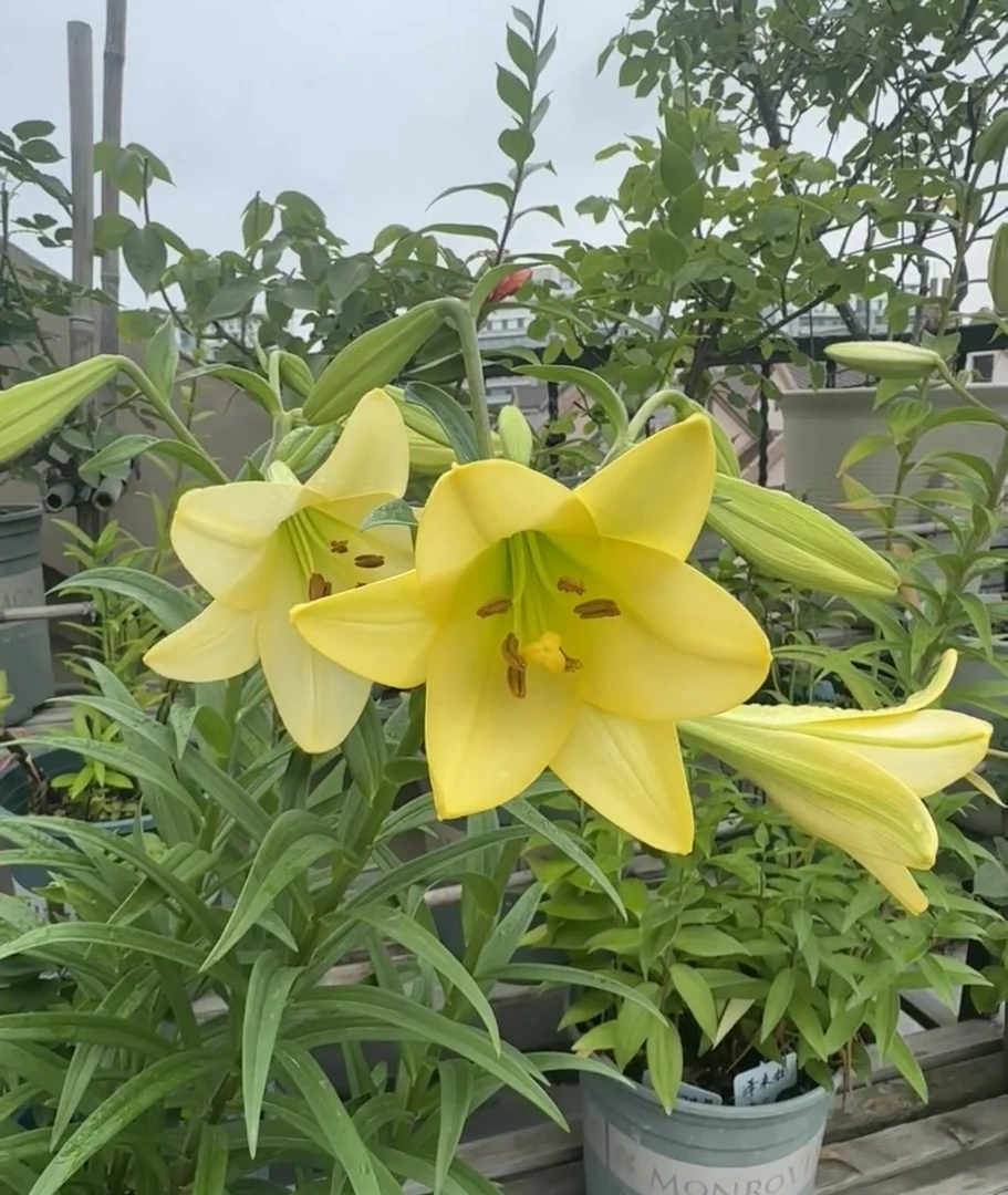 《黄铁炮/达琳周长12/14cm》进口单瓣香水百合种球1颗