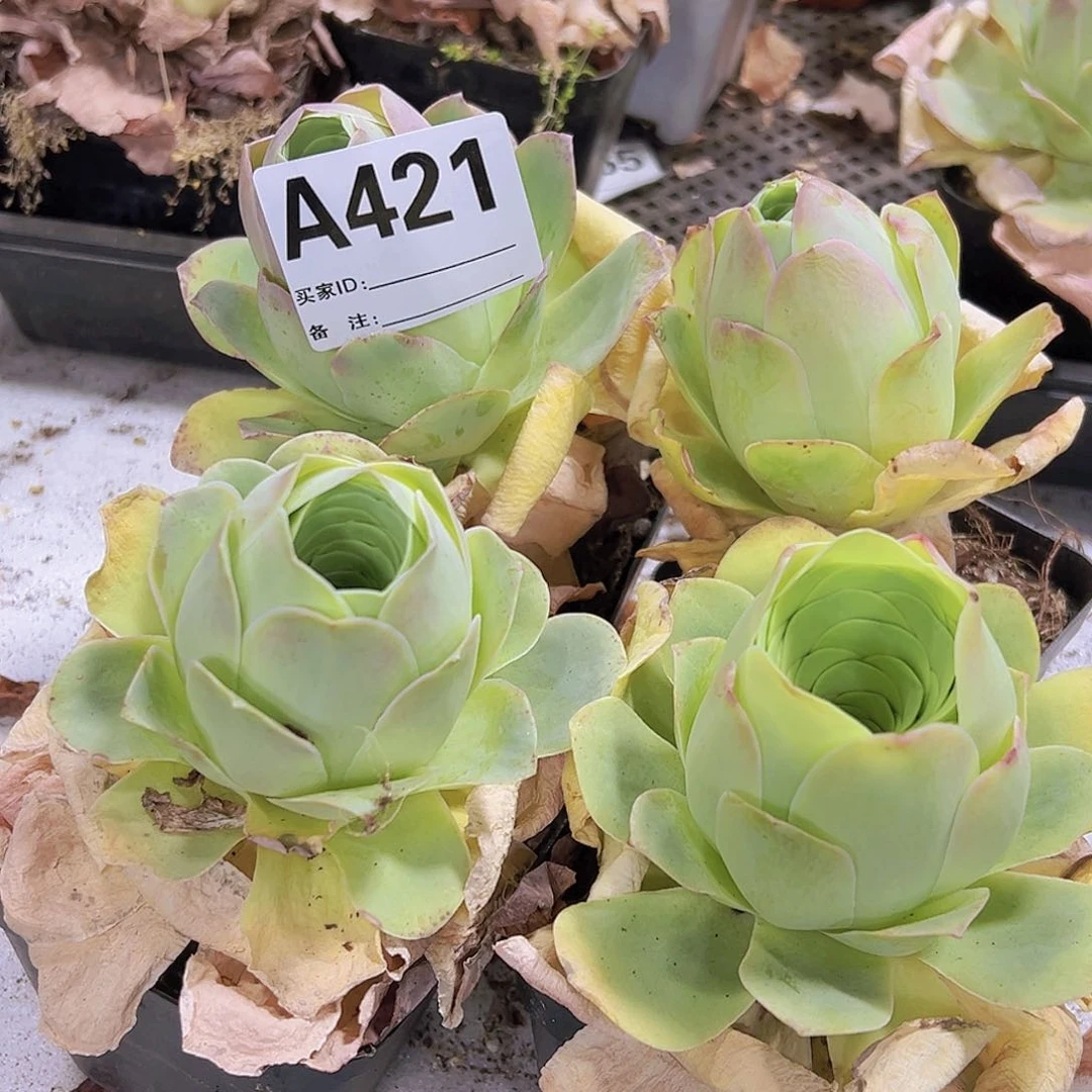 421老桩大粉桃19包邮