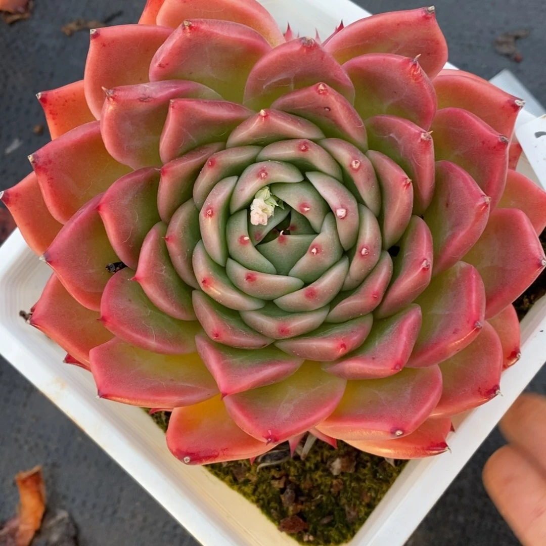 759杂交多肉老桩