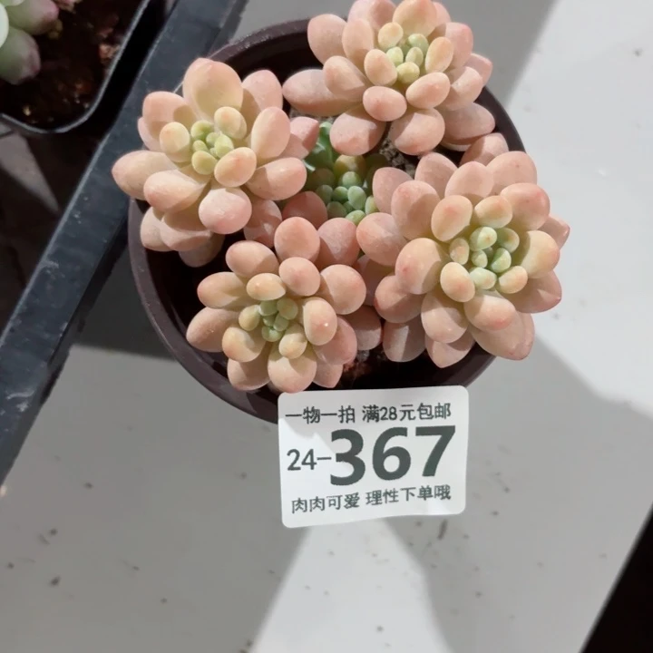 鱼子酱无盆土发货无盆土