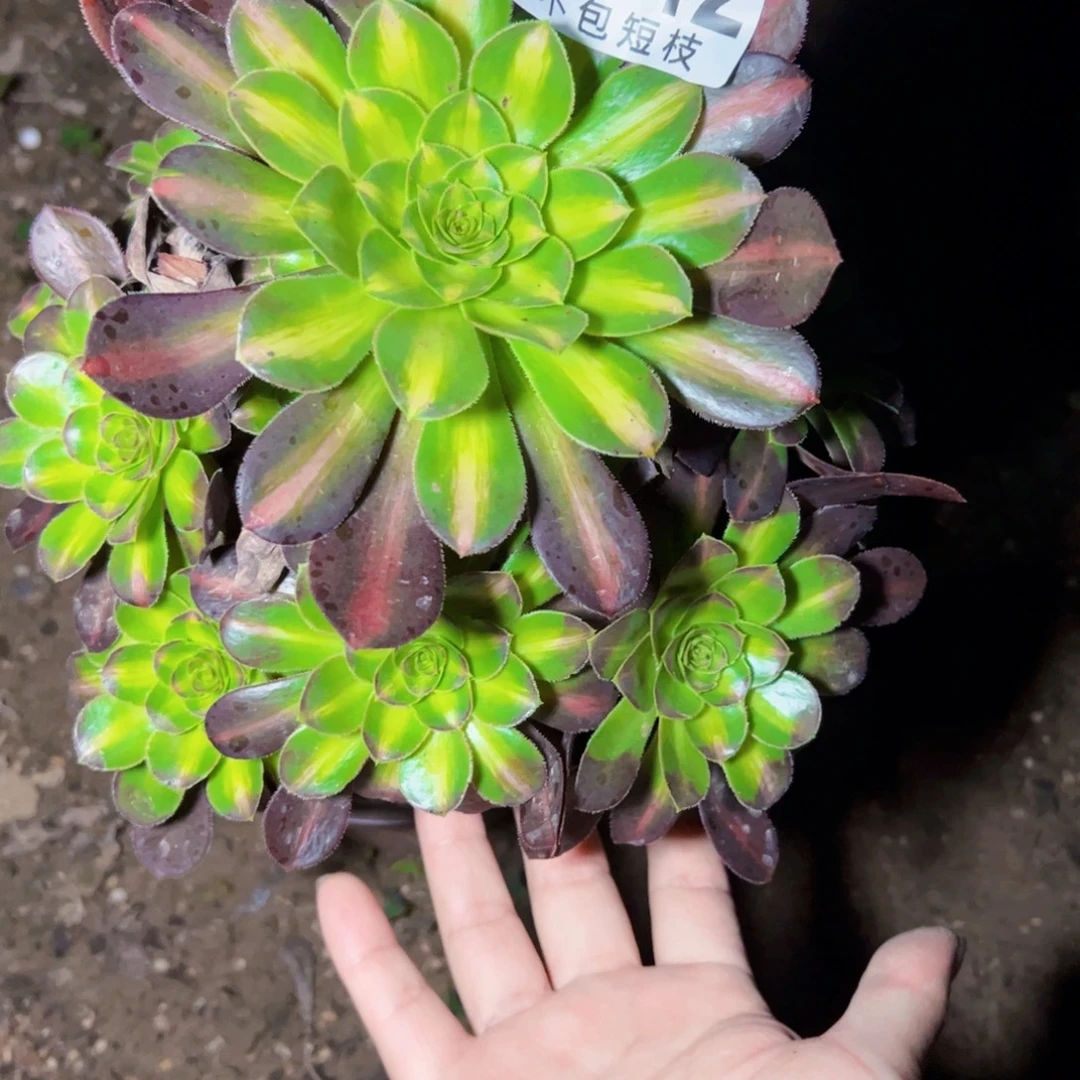 爱马仕中斑多肉植物2242