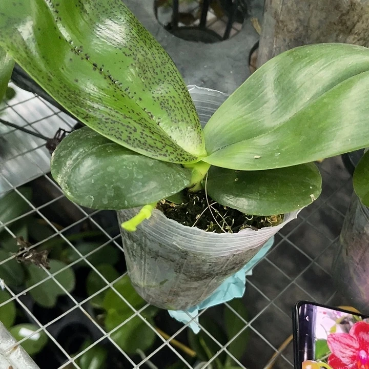 当前无花栽培后可以开花弥陀国王