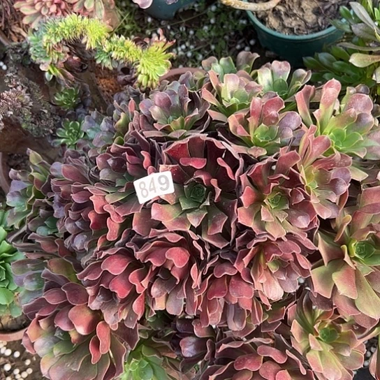 乐***乐多肉植物一个欧子849