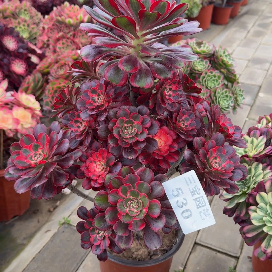 硬*华多肉植物530丽娜