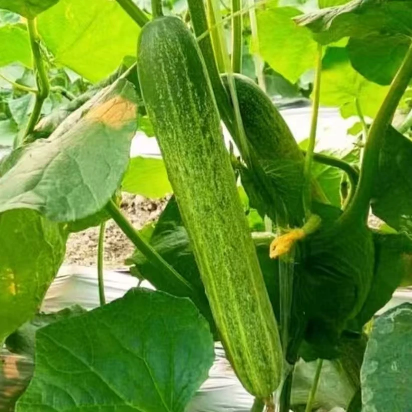 丑黄瓜  老罗农家露天旱黄瓜老品种 新鲜现摘无激素 孕妇放心生吃
