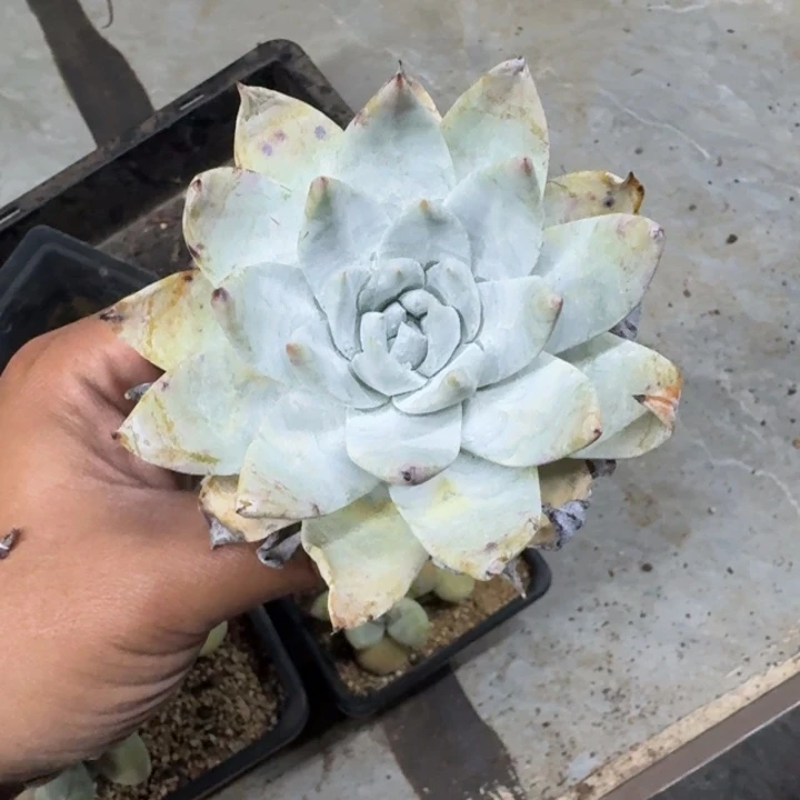 雪山 仙女杯 一物一拍