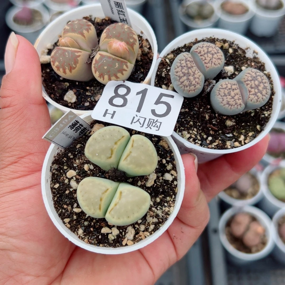 无花朵青*我很喜欢这个H815