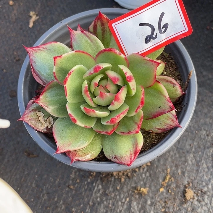 T***微26/////////////////