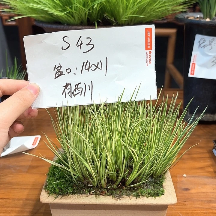 完全开放花卉种植
