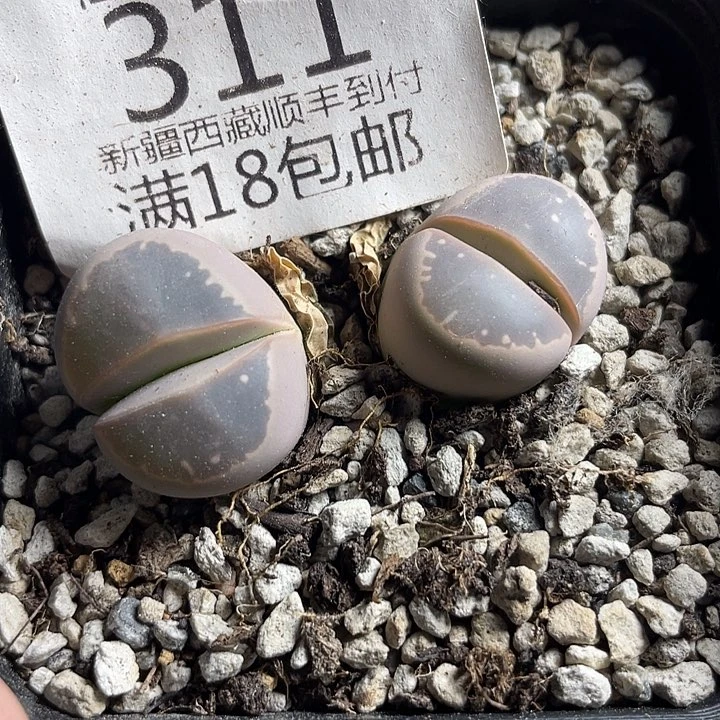 佳人园艺多肉生石花上福利橄榄311