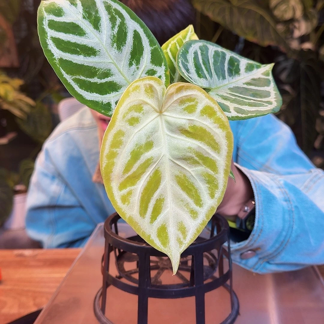 完全开放X181铜锣烧