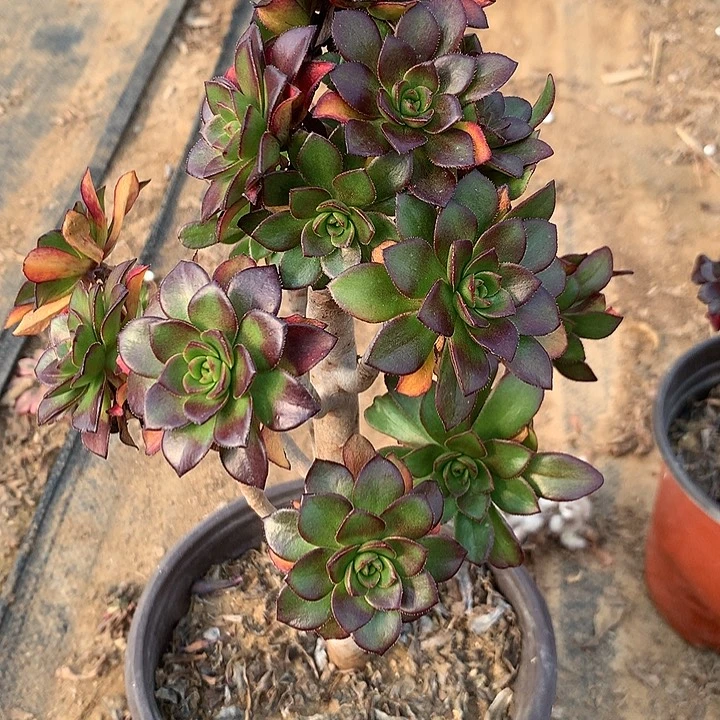 დ****多肉植物黑圆叶20有断头