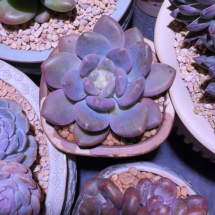 X系列 美人新品 一物一拍