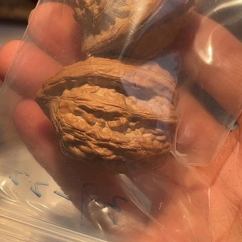 山***扣把件文玩核桃赤龙修尖38