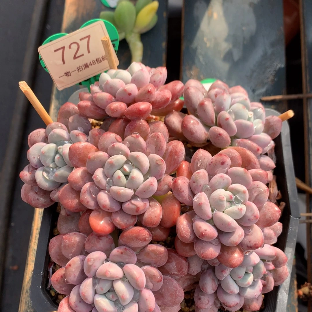 白露老桩开播福利727