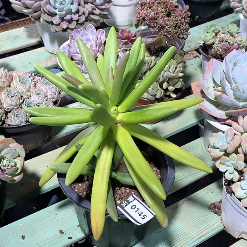 【闪购商品】椰子树0145