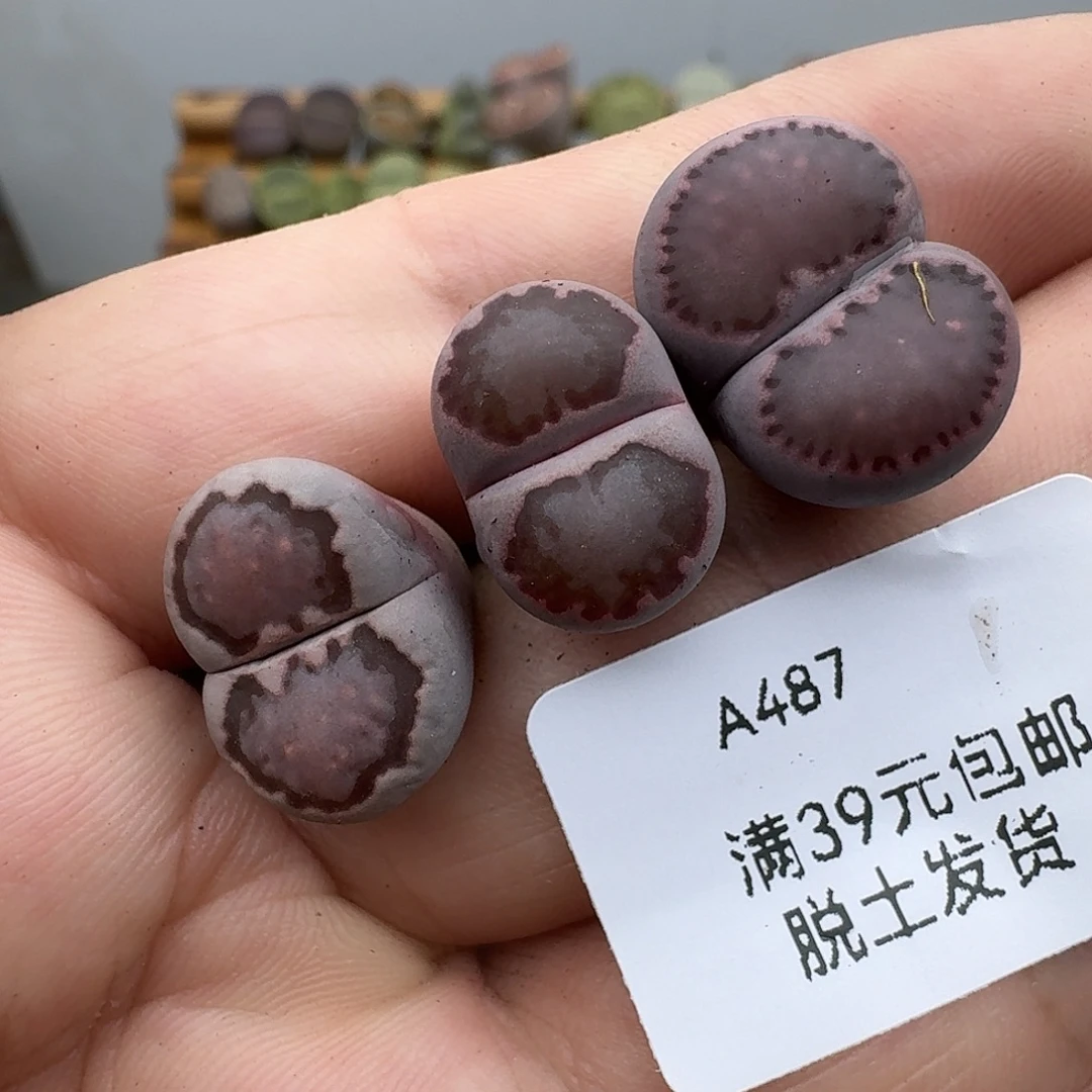 你***～487多肉哈哈哈哈给哥哥
