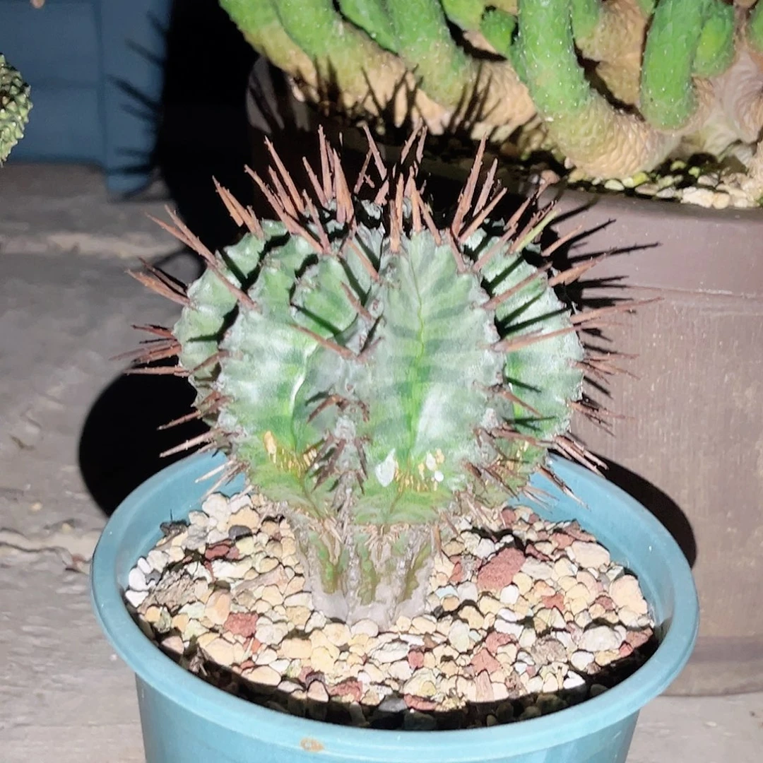 多肉植物白肌强刺魁伟玉