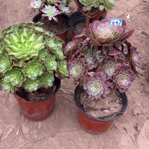 597多肉植物组合，
