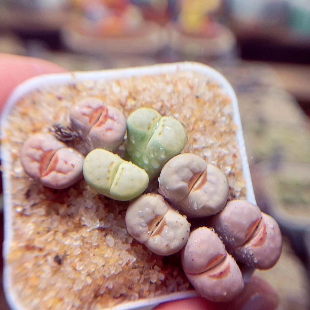 146号带包邮发货了