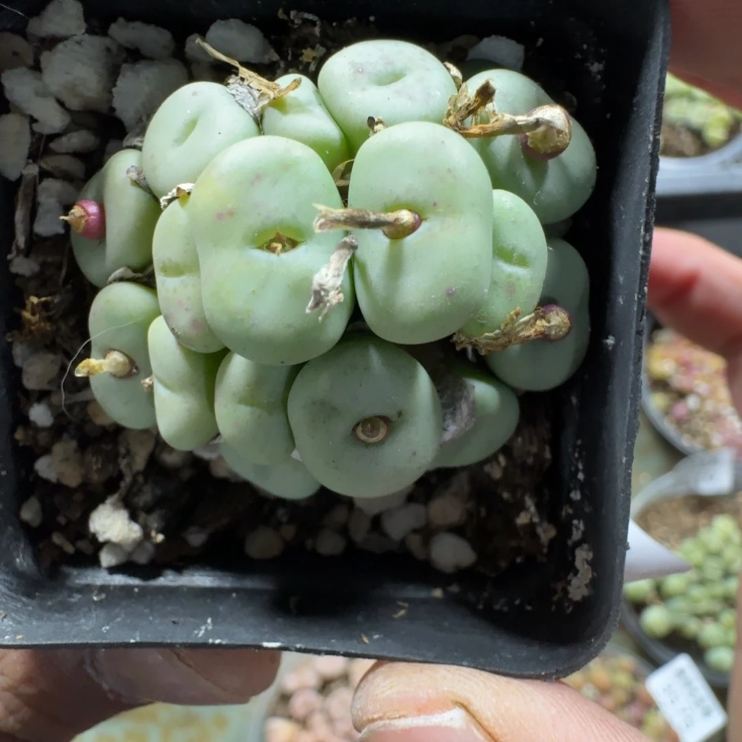 @**李3600。多肉植物。紫花小饼