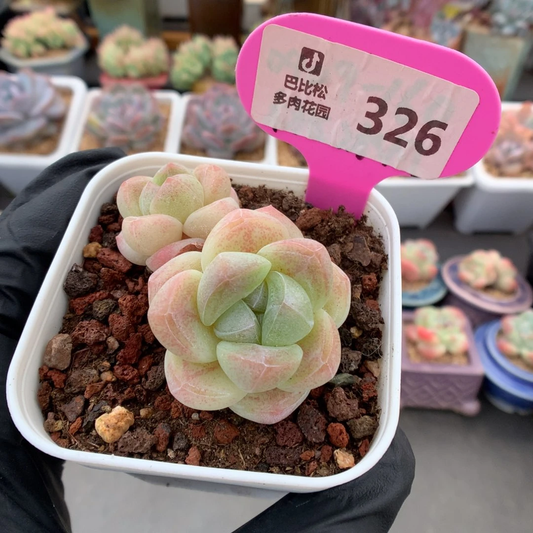 326 粉透冰玉多肉
