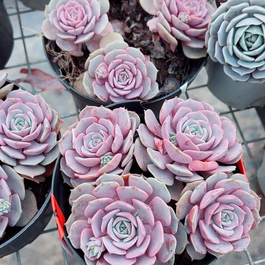 粉蝶多头群生精品特价