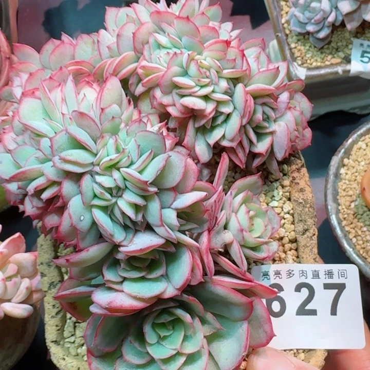 牡丹亭缀化         精控精养多肉植物