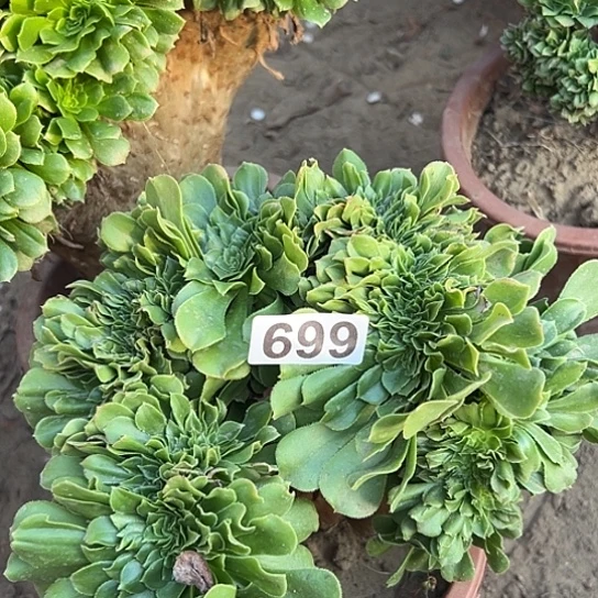 余***)多肉植物一个绿玫瑰699