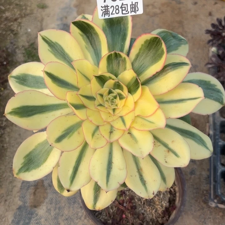 C.  7024艳子锦多肉