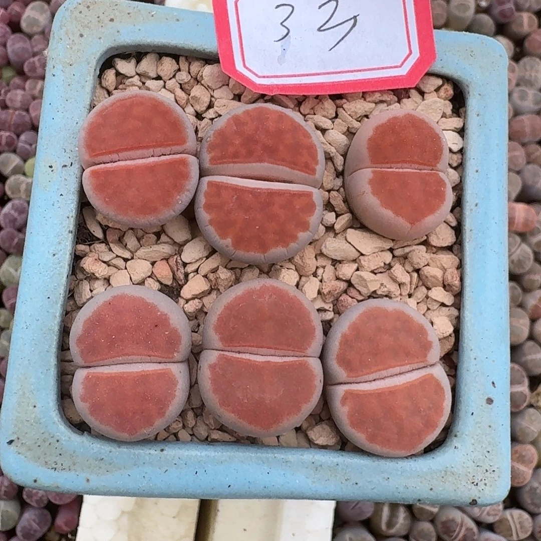 33多肉哈哈哈哈哈哈哈