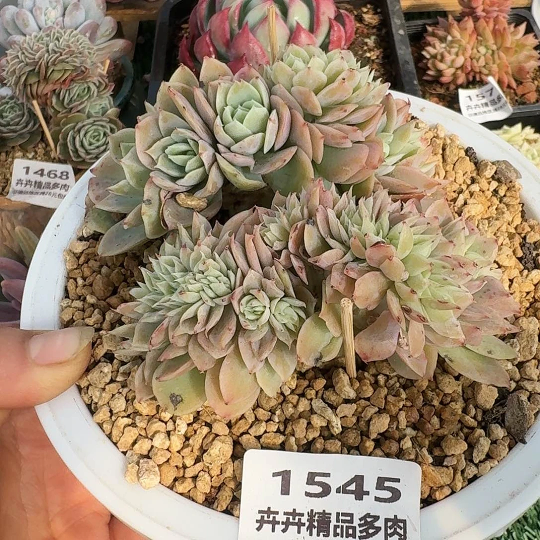 1545一物一拍（满28包邮）