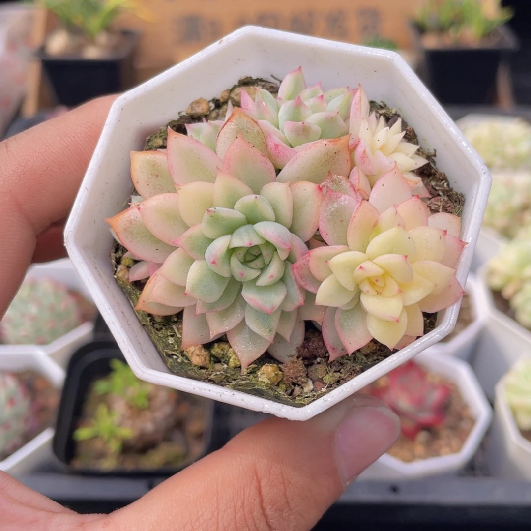 女雏锦多肉9.9包邮发货