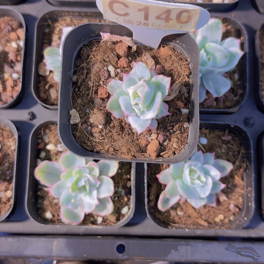 C140伯克利锦一物一拍