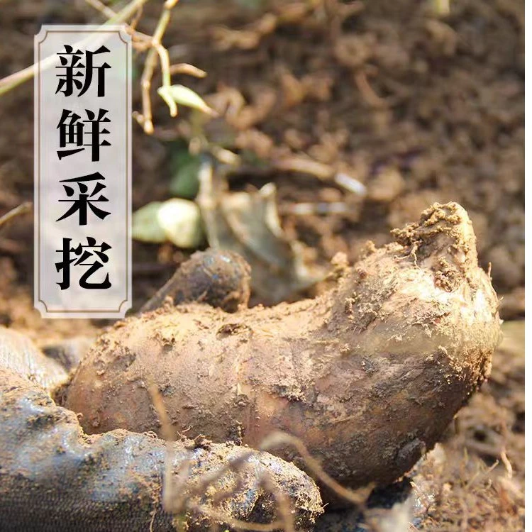 云南高山优选优质新鲜天麻炖汤