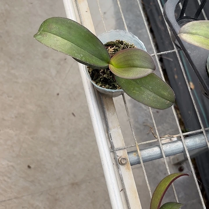 当前无花栽培后可以开花佛陀2.5寸根少