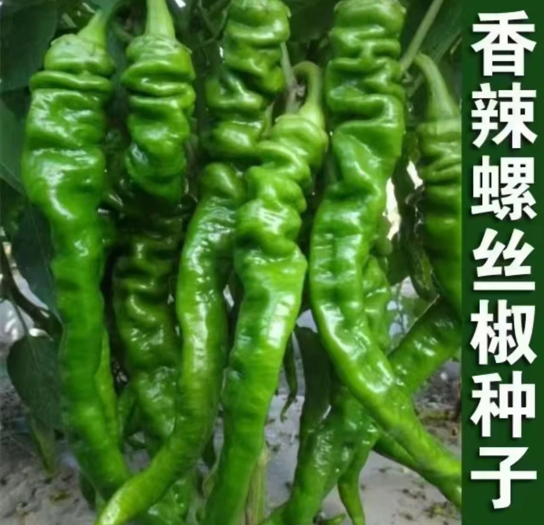 【满5单包邮】螺丝椒种子家庭阳台小院四季种植盆栽地栽易种易活