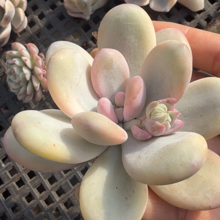 奶酪锦腹轮锦的锦主头