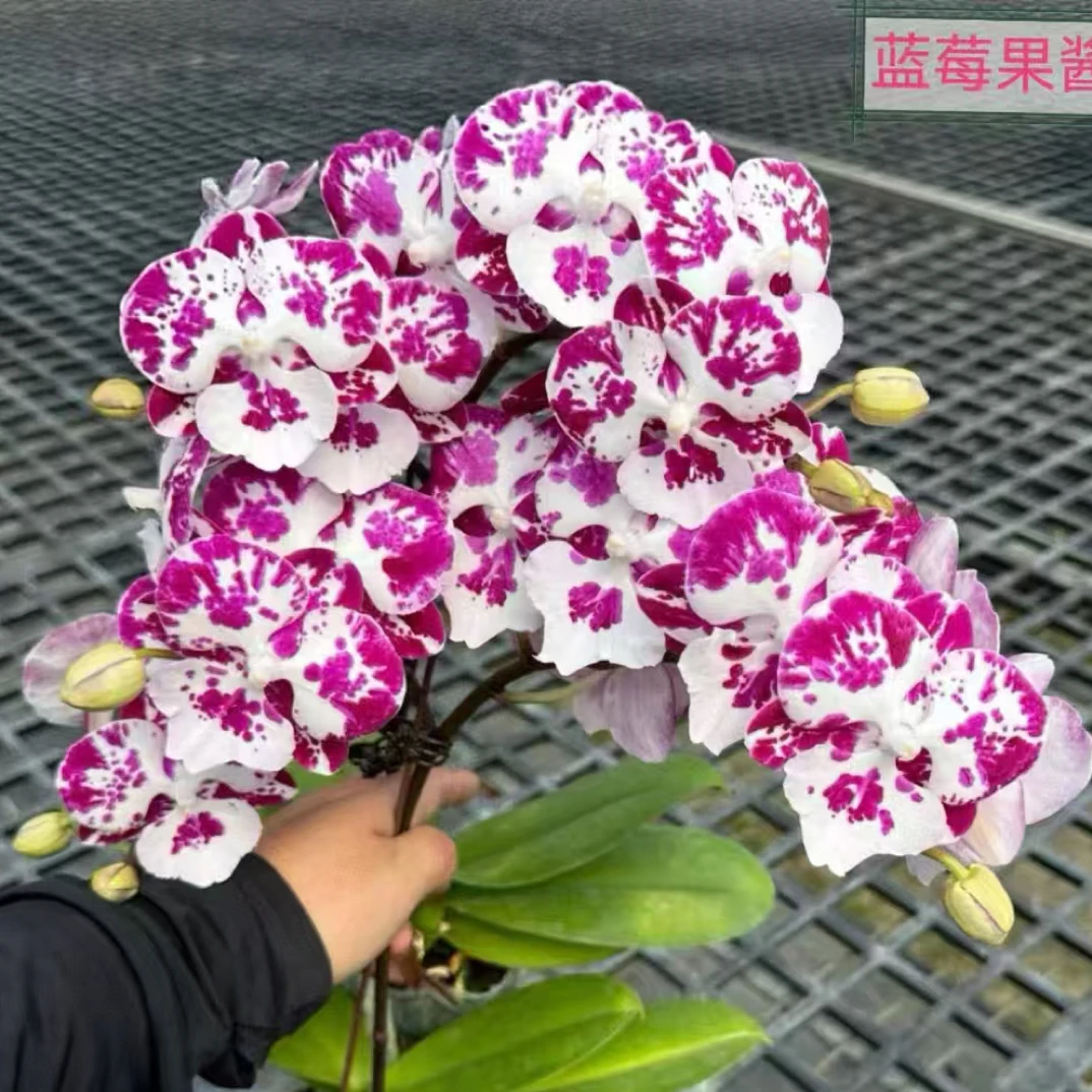 蓝莓果酱蝴蝶兰3.5寸杯（没花剑）大舌头中大花