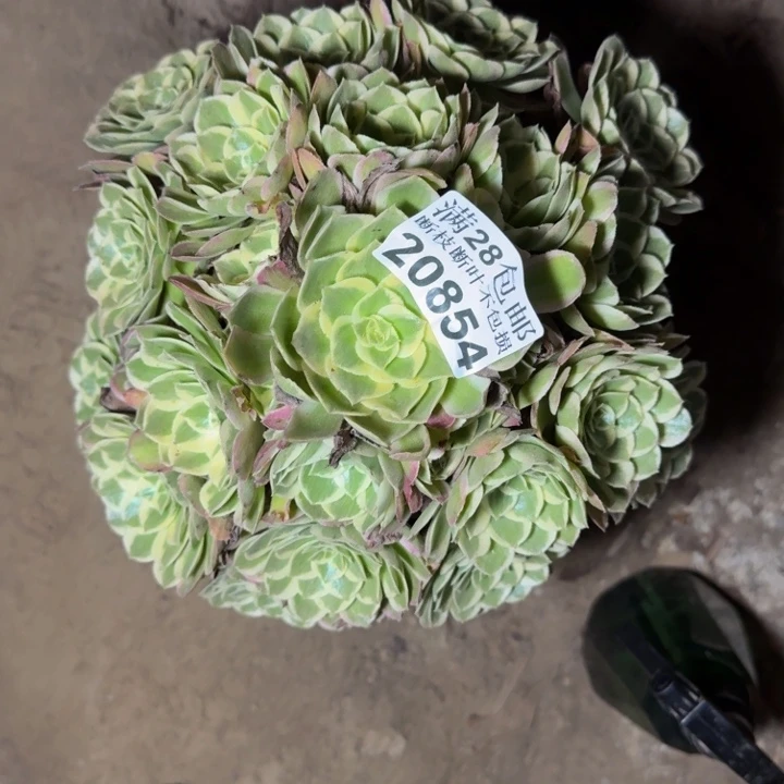 20854海鲜多肉植物