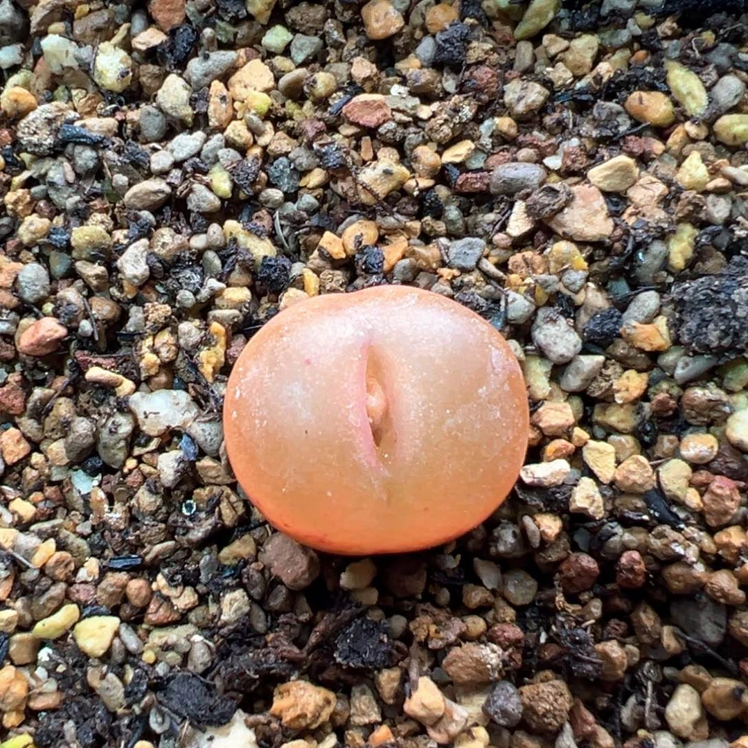 多肉单头优选吕杂一棵特特